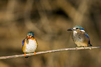 malachite kingfisher