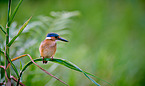 malachite kingfisher