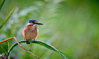 malachite kingfisher