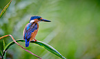 malachite kingfisher