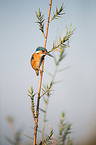 malachite kingfisher