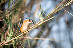malachite kingfisher