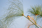 malachite kingfisher