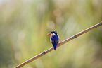 malachite kingfisher