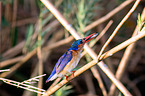 malachite kingfisher