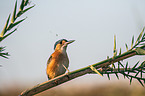 malachite kingfisher