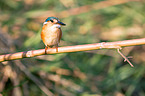 malachite kingfisher