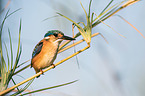 malachite kingfisher
