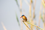 malachite kingfisher