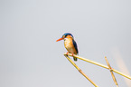 malachite kingfisher