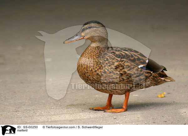 Stockente / mallard / SS-00250