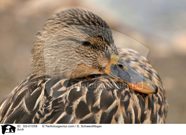 Stockente / duck / SS-01058