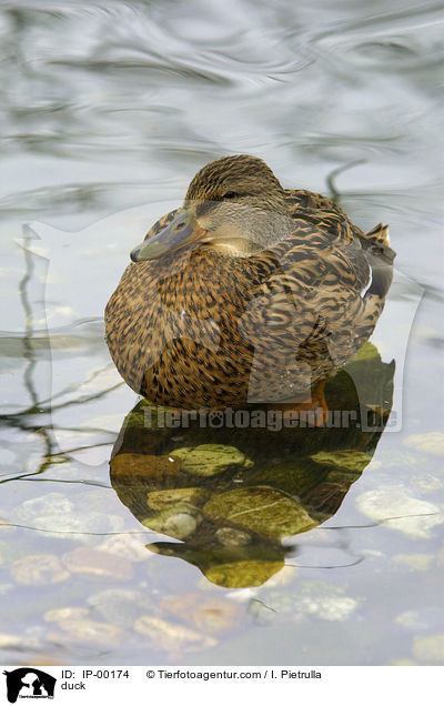 duck / IP-00174