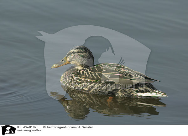 swimming mallard / AW-01028
