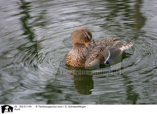 Stockente / duck / SS-01144