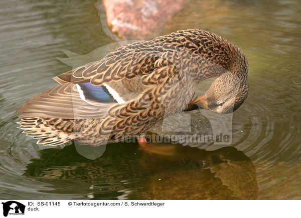duck / SS-01145