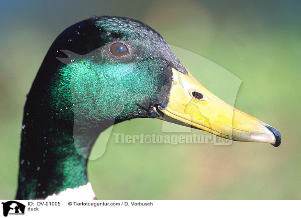 Stockente / duck / DV-01005