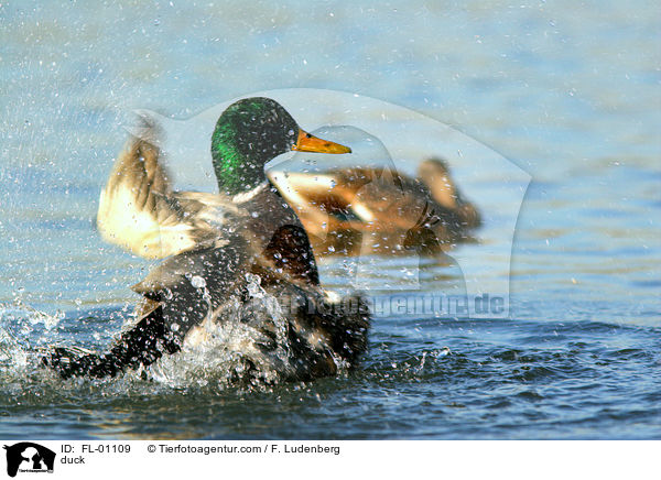 Stockente / duck / FL-01109