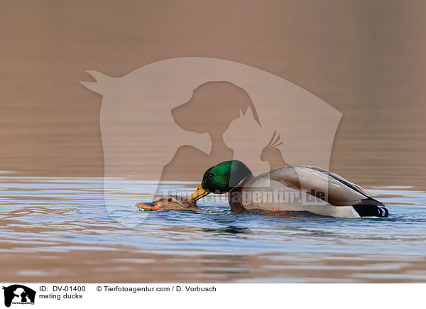 Enten bei der Paarung / mating ducks / DV-01400