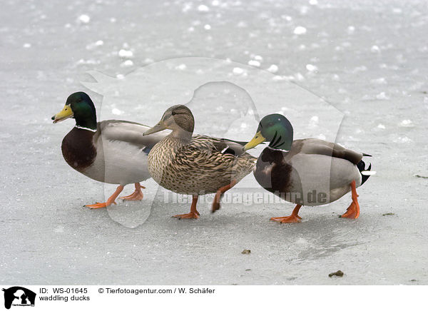 watschelnde Stockenten / waddling ducks / WS-01645