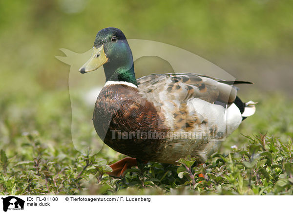 Stockenten Erpel / male duck / FL-01188