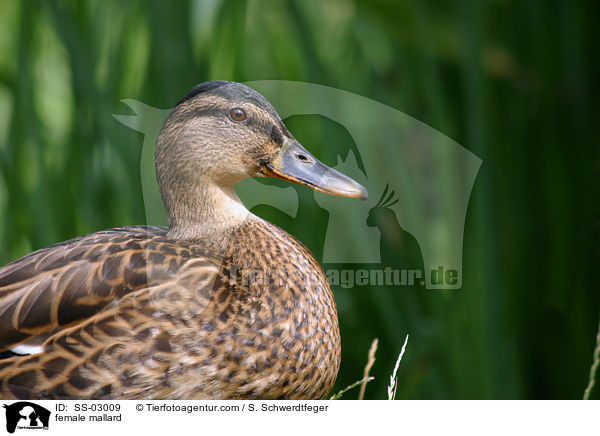 Stockente / female mallard / SS-03009