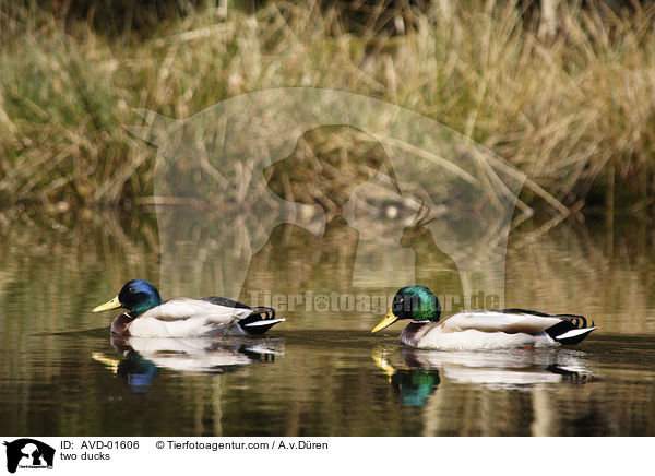Zwei Stockentenerpel / two ducks / AVD-01606