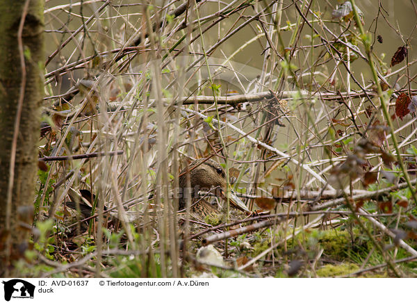 Stockente getarnt auf ihrem Nest / duck / AVD-01637
