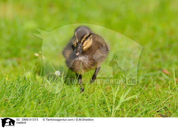 Stockente / mallard / DMS-01373