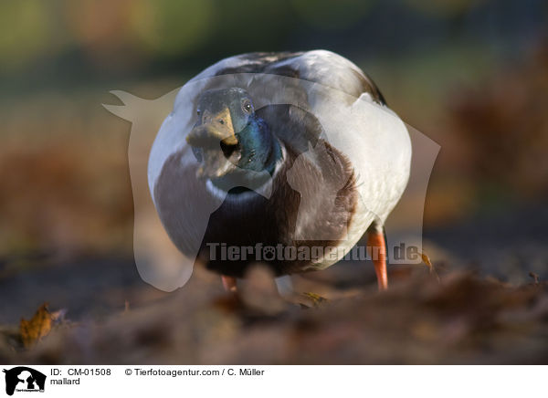 mallard / CM-01508