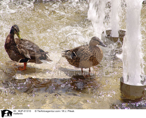 mallards / WJP-01310