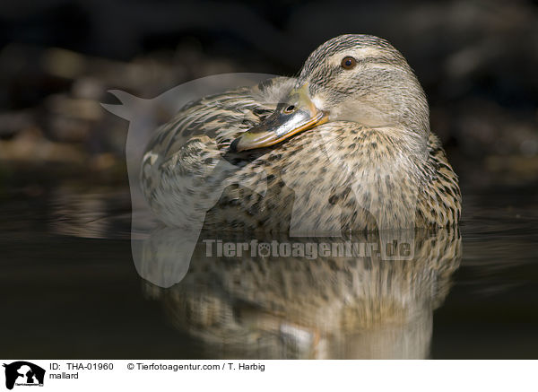 mallard / THA-01960
