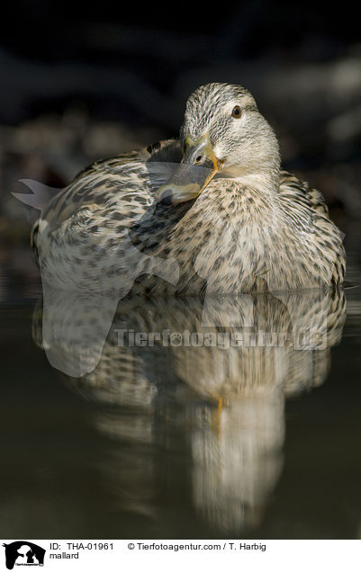 mallard / THA-01961