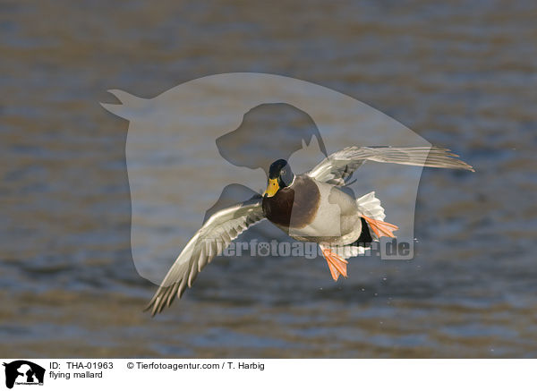 flying mallard / THA-01963