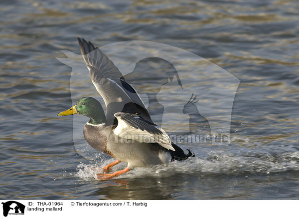 landing mallard / THA-01964