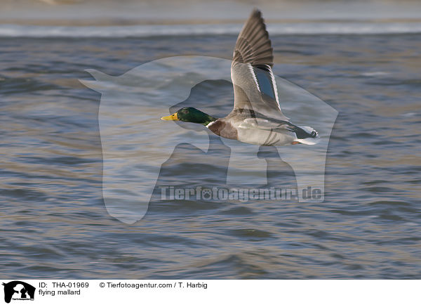 flying mallard / THA-01969