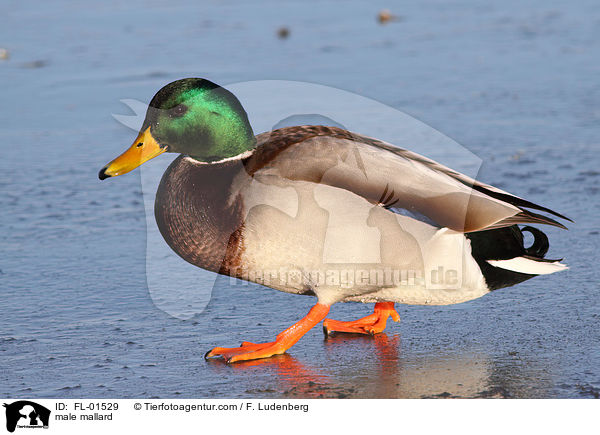 male mallard / FL-01529