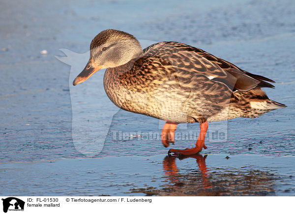 female mallard / FL-01530