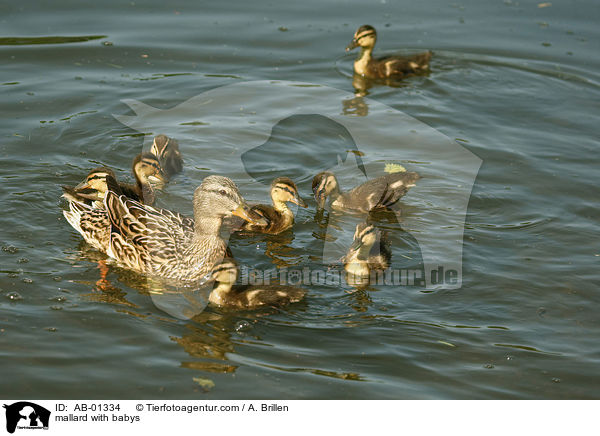 mallard with babys / AB-01334