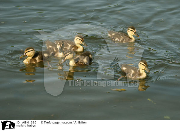 mallard babys / AB-01335