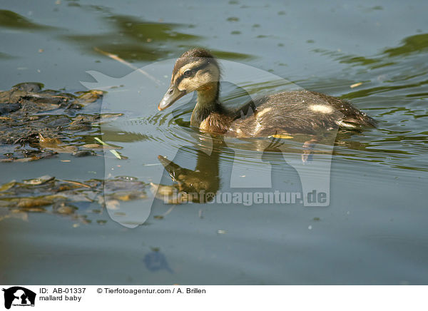 mallard baby / AB-01337