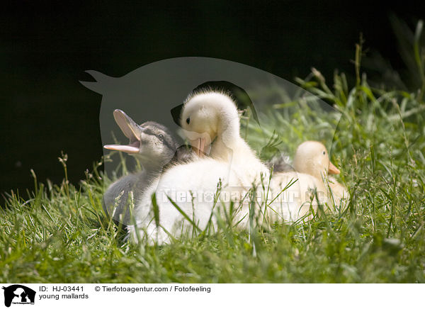 young mallards / HJ-03441