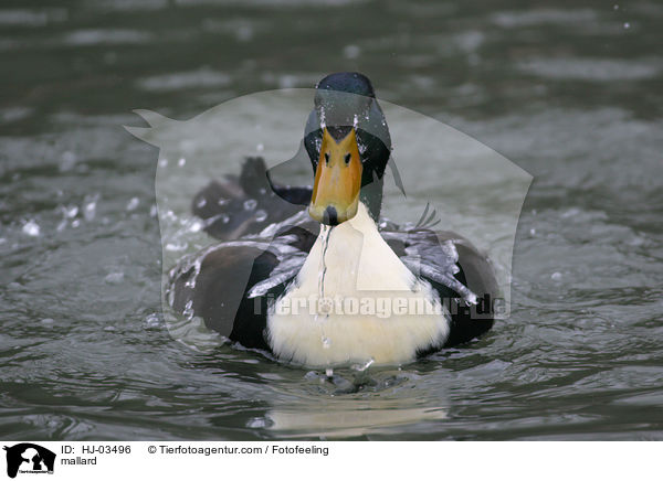 Stockente / mallard / HJ-03496