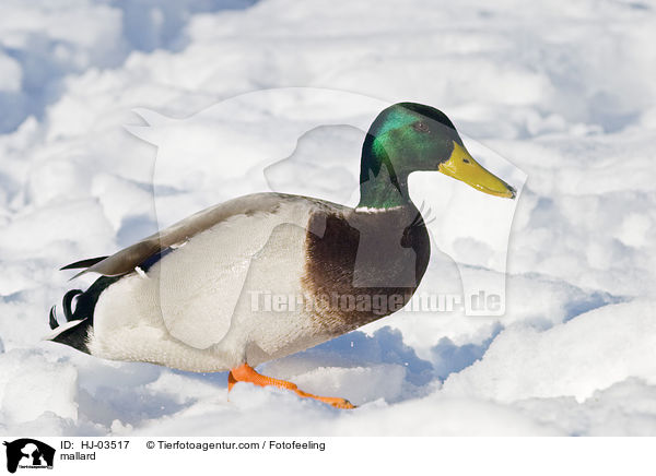 Stockente / mallard / HJ-03517