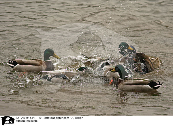 kmpfende Stockenten / fighting mallards / AB-01534