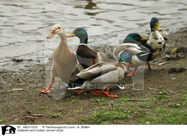 Stockenten und Indische Laufente / mallards and indian runner duck / AB-01535