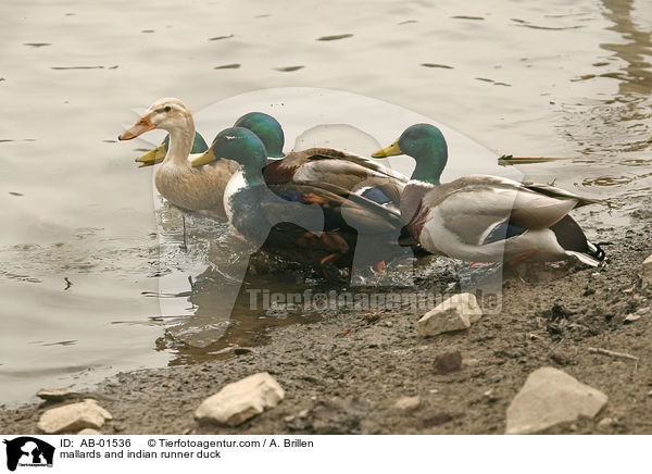 Stockenten und Indische Laufente / mallards and indian runner duck / AB-01536