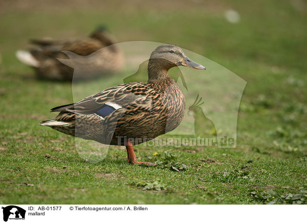 Stockente / mallard / AB-01577