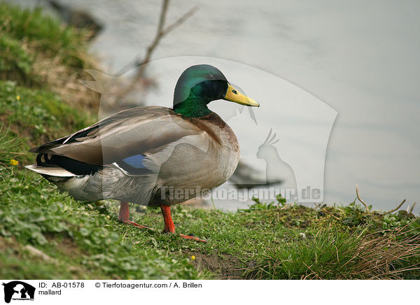 Stockente / mallard / AB-01578