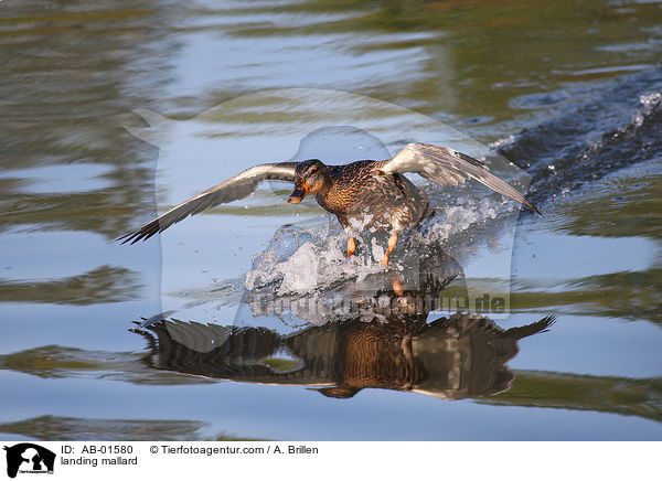 landende Stockente / landing mallard / AB-01580